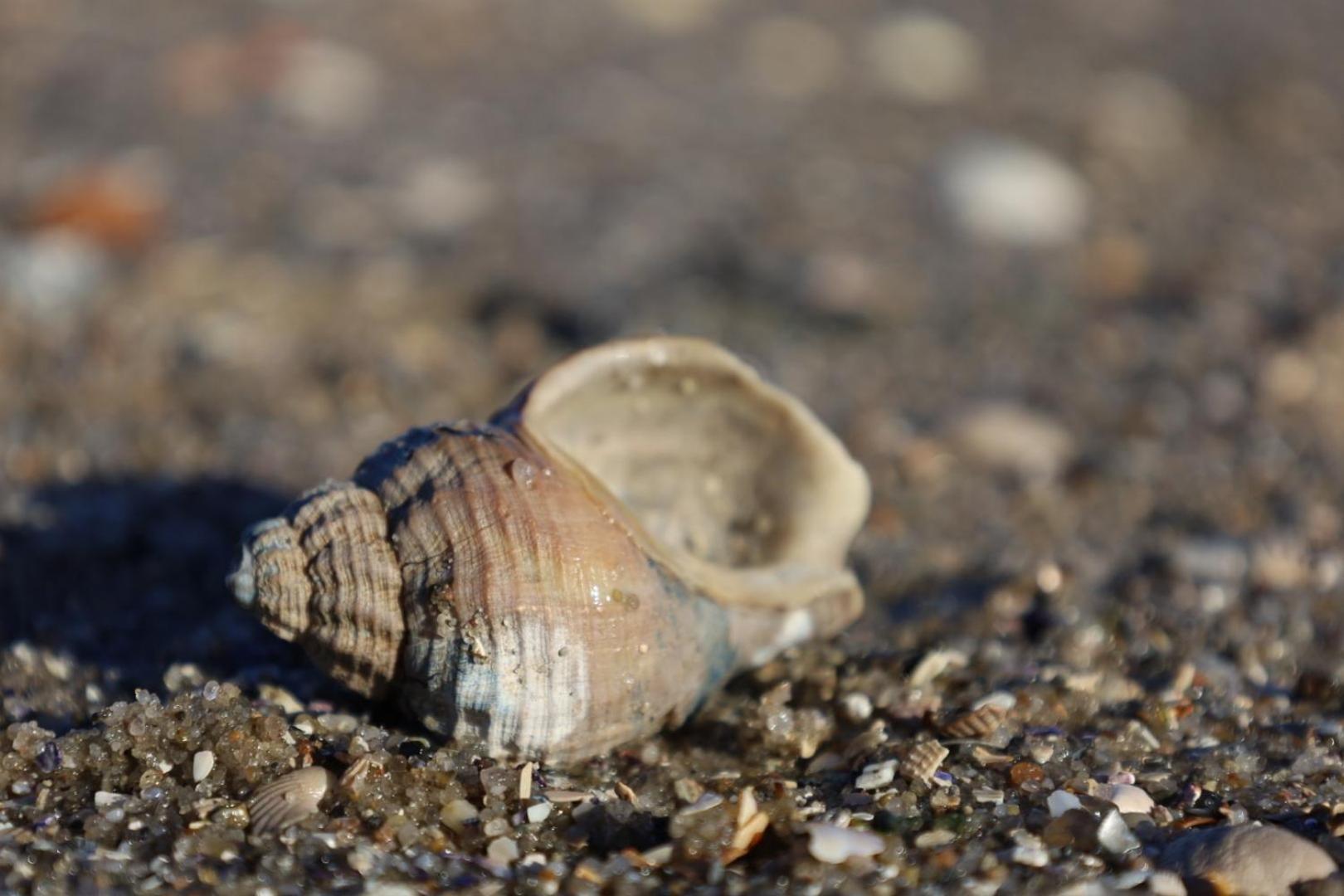 Pension Hilligenlei Zi 04 Dz Wyk auf Föhr エクステリア 写真